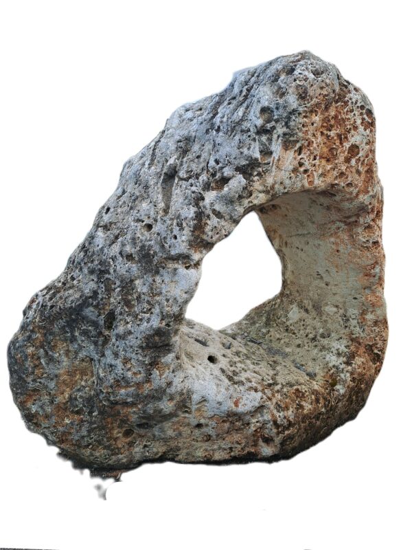 Esemplare Spugna forata Größe H 110 x B 120 x B 60 cm