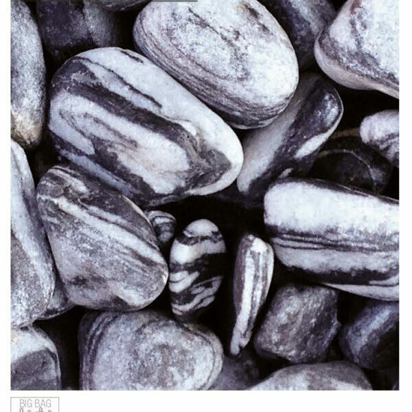 Zierkies zebra (schwarz-weiß)